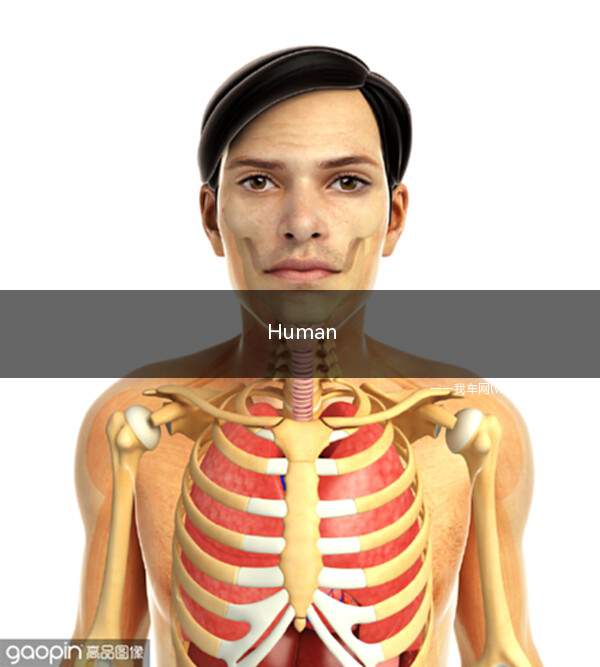 Human(华人运通发布电动四门豪华旅行车)